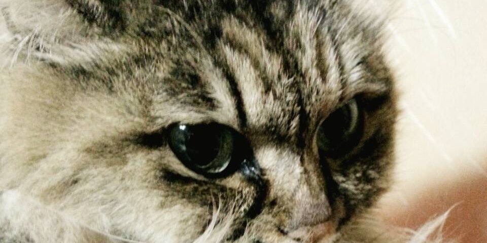 HiHa98's profile banner image