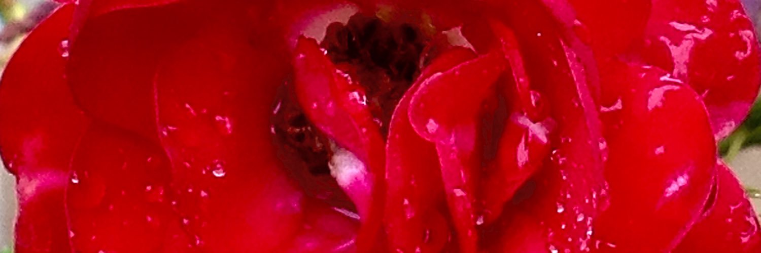 AVengefulWaffle's profile banner image