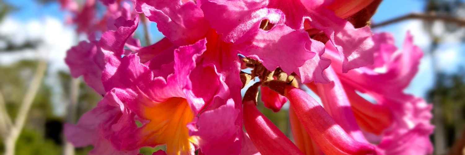 RossTalaverapy's profile banner image
