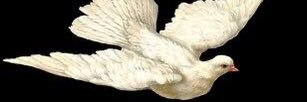 sofflanw's profile banner image