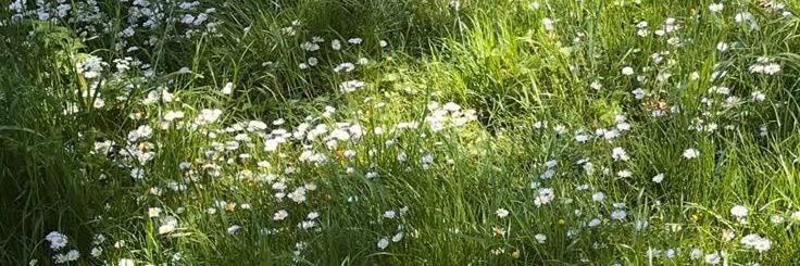 ɱ⋆˙ banner