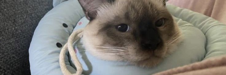 yangyang as cats! banner