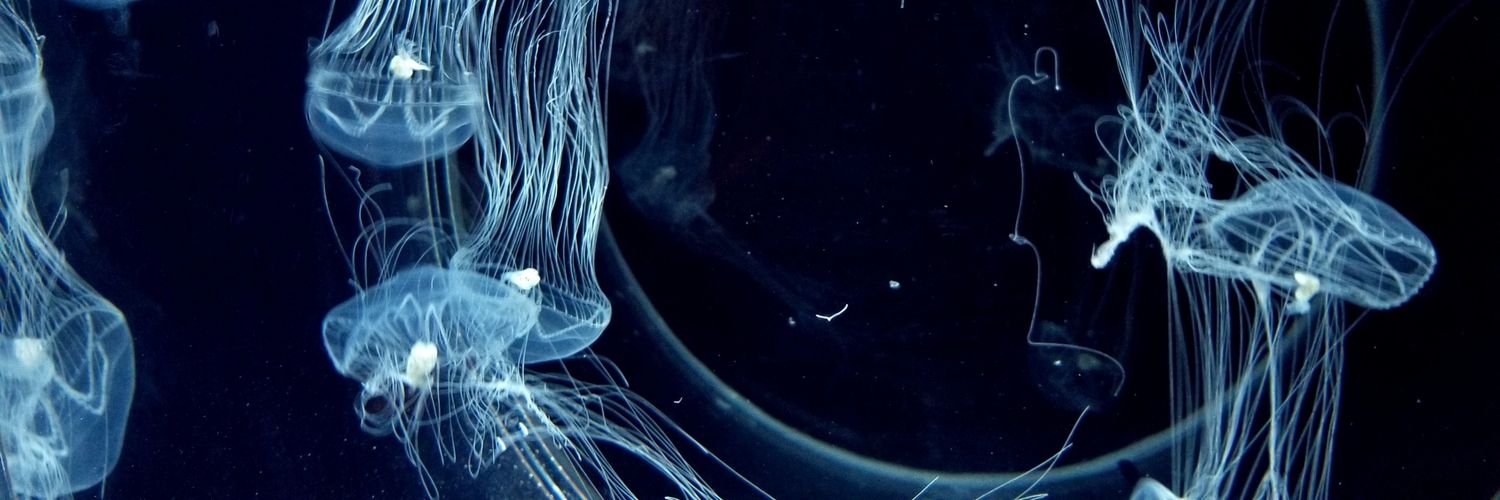 hitopupil's profile banner image