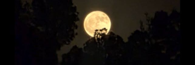 𝐘𝐚𝐫𝐫𝐚𝐦 banner