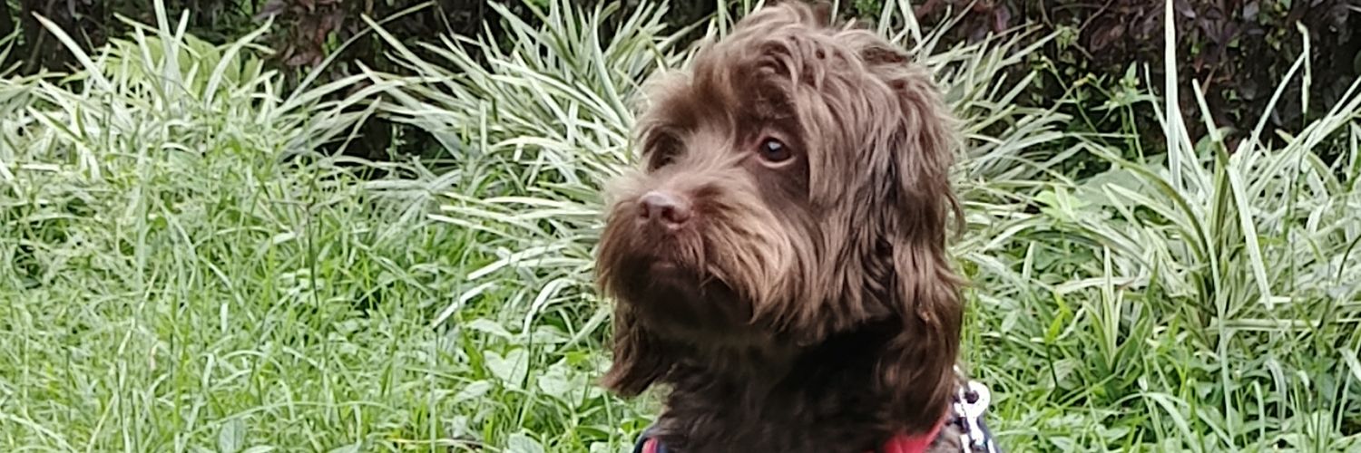 Arrubla99's profile banner image