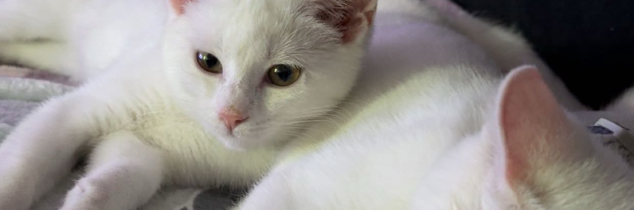 chillomaus's profile banner image