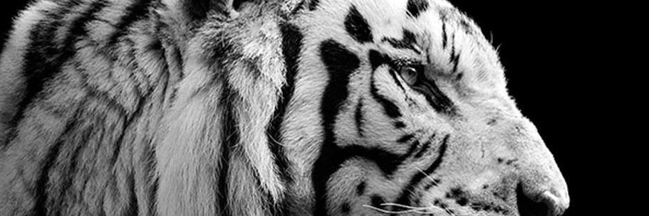 ploy_ploynapat's profile banner image