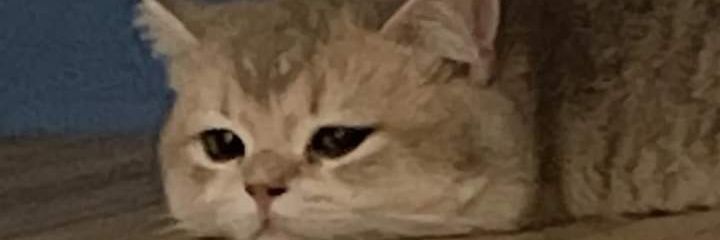 M banner