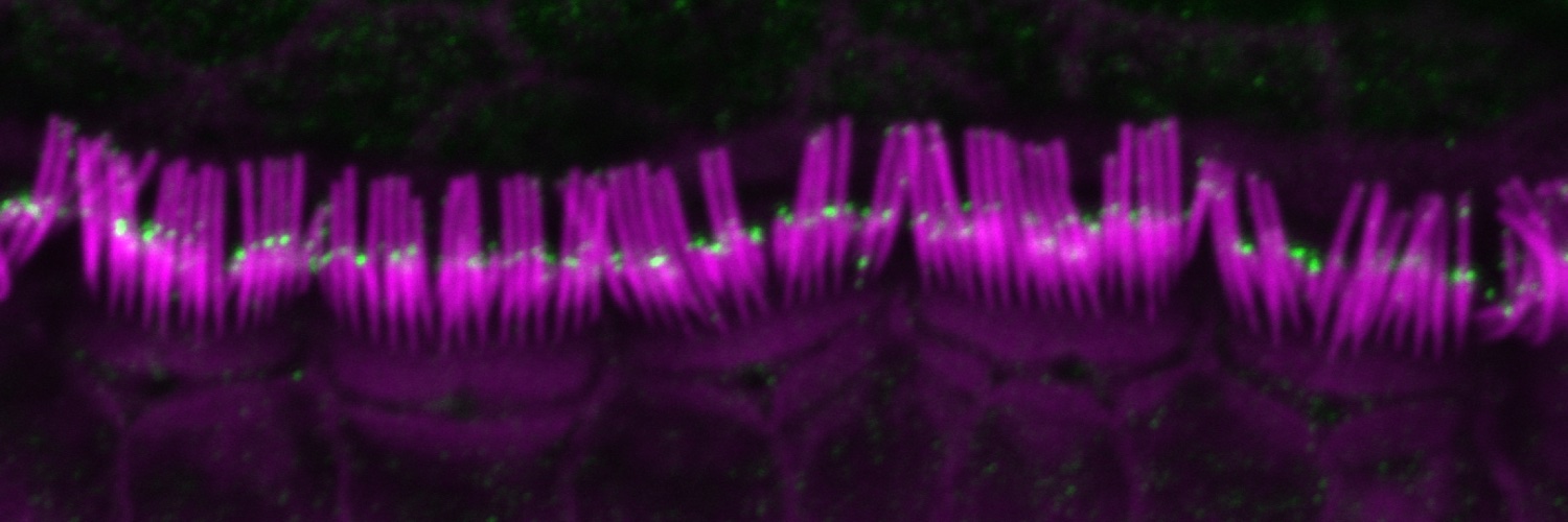 Jonathan Bird banner