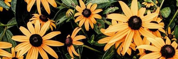 _bithia Profile Banner