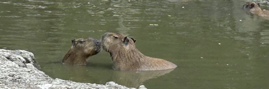 Charlieche 🤠 banner