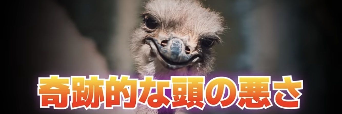 daifukusaaan's profile banner image