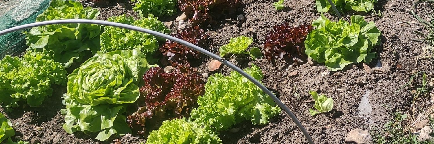 PseudoNiMousse banner