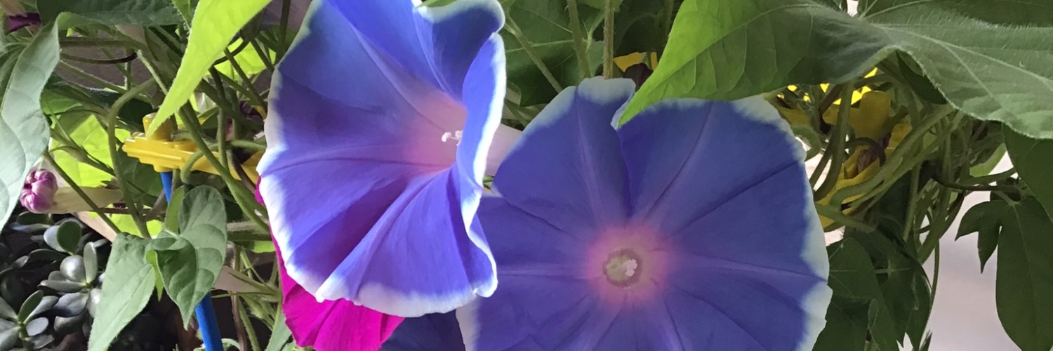 chihapu's profile banner image