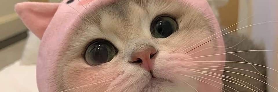 Wat_112233's profile banner image