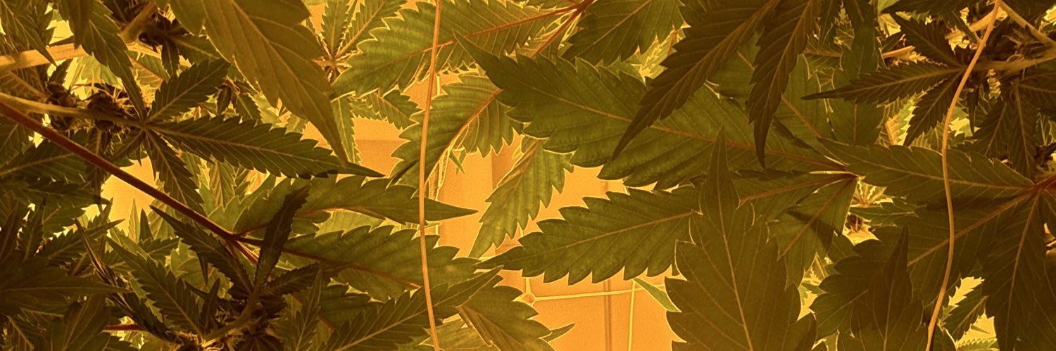 Canna-Cousin LBC banner