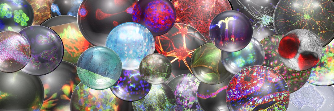 Australasian Society for Stem Cell Research's banner