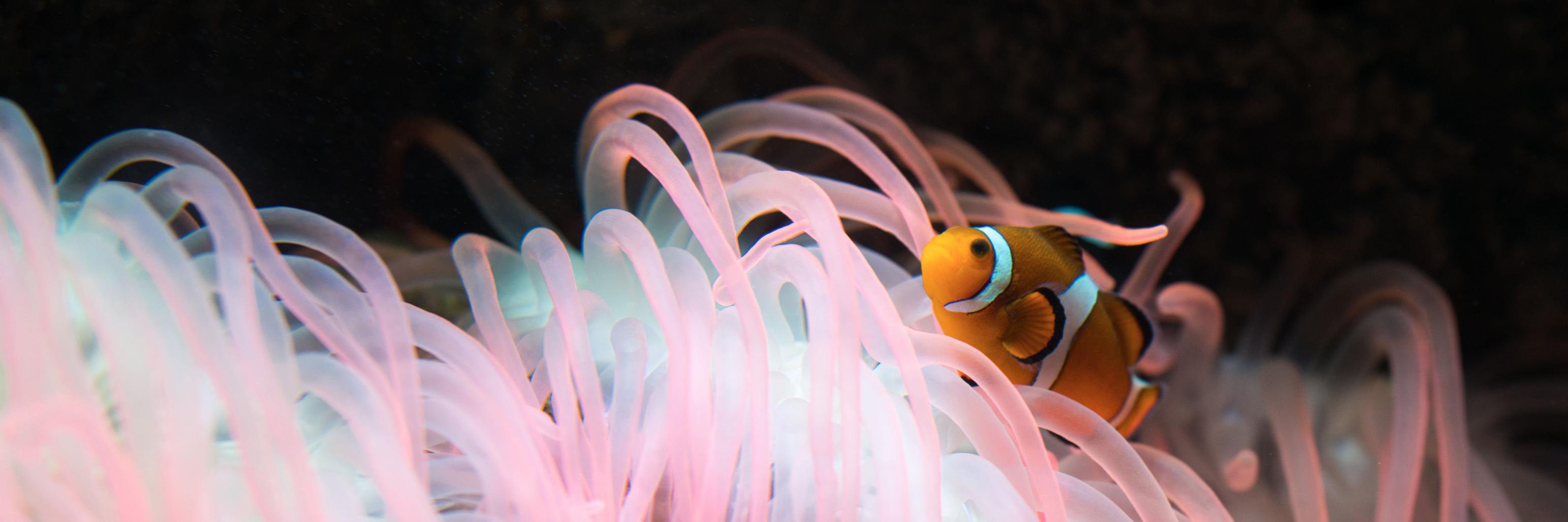 Alastair Campbell banner