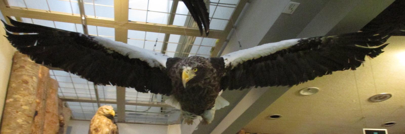 日本の林業（＆環境） banner