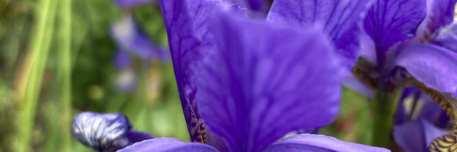 LetitiaSelby's profile banner image