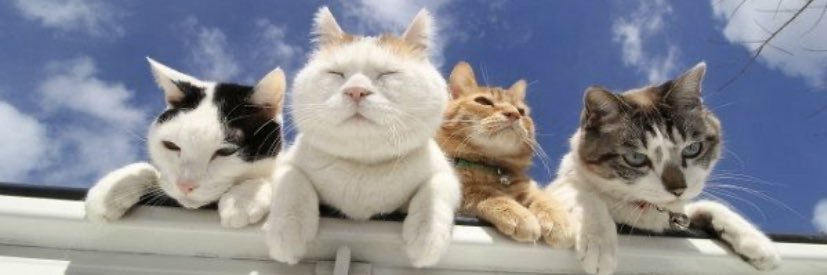 Sandra🦊🔮 banner