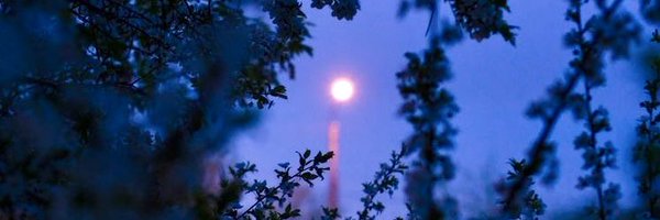 SillyLav_ Profile Banner