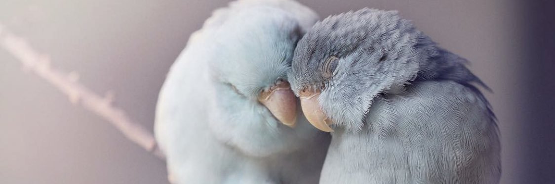 dr_jodi93's profile banner image