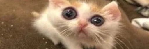 ℝ𝕒𝕪𝕋𝕖𝕤𝕤𝕖𝕣𝕒 (also on 🦋) banner