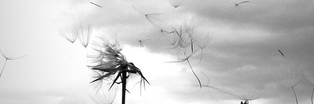 daamlaodul's profile banner image