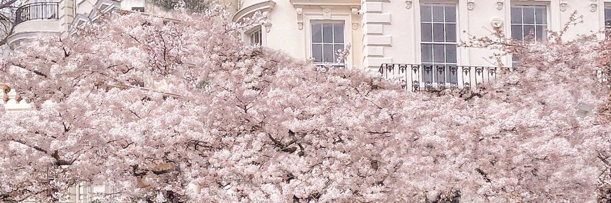 kiki mais scientifique banner