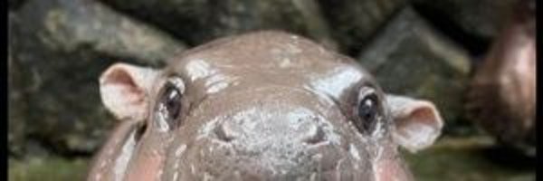 CryboCrypto Profile Banner