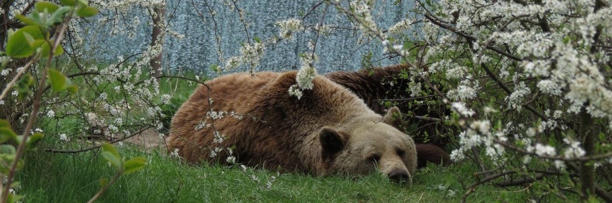 Zephyr Healing in Spring banner