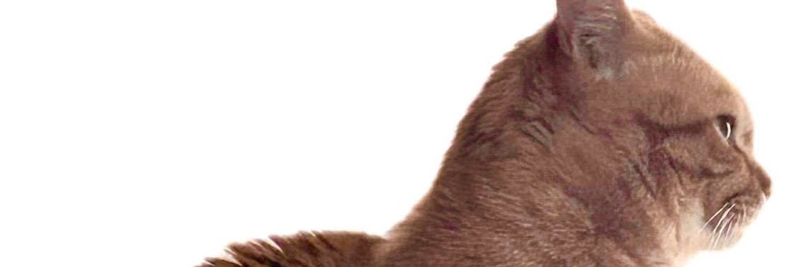 lovetruthloving's profile banner image