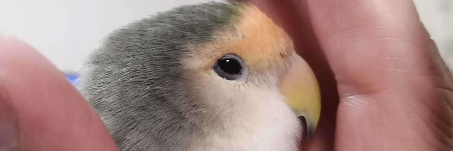 popomuckn's profile banner image
