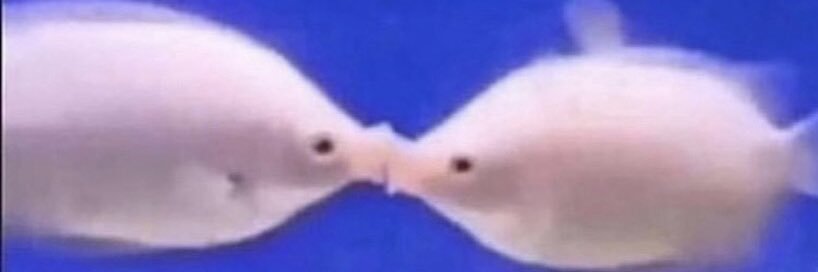 dvadenizen 🔞 banner