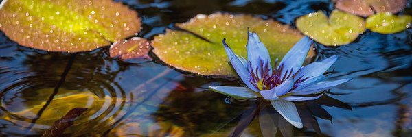 werepez Profile Banner