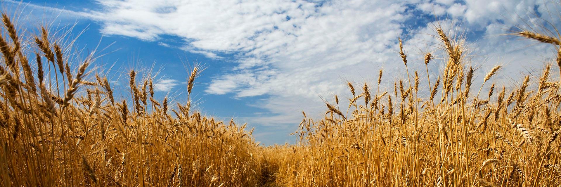 Ian Hecht @ianhecht@saskodon.ca banner