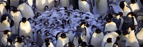 Jan Guldentops banner