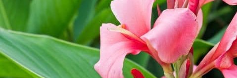 Canna_83's profile banner image
