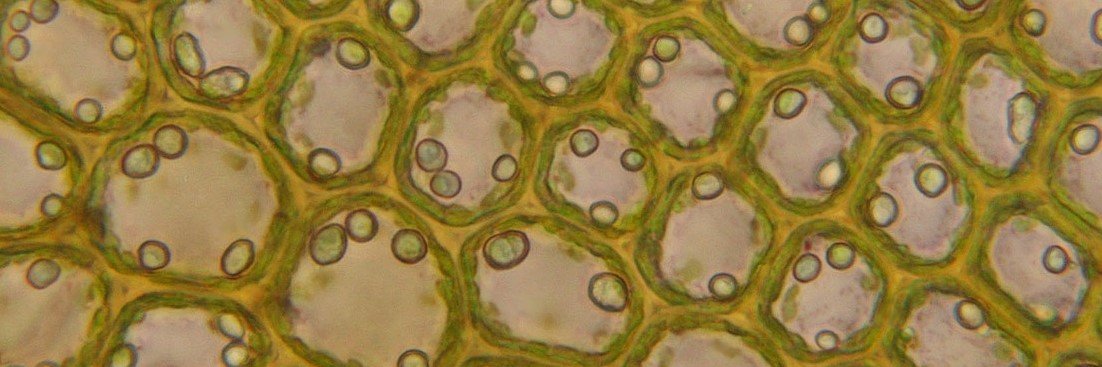 Plant Cell, Tissue and Organ Culture's banner