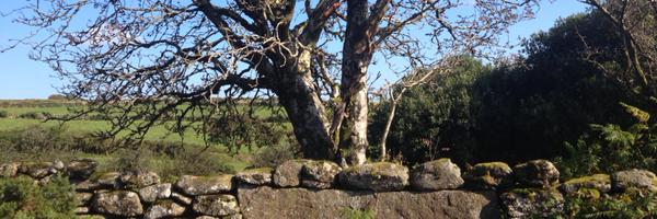 bigbuzzard Profile Banner