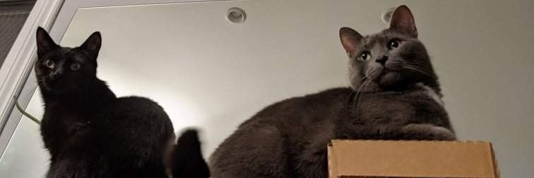 Faye, Amicus, Sesame, Bubbles, Delilah and Pixie banner