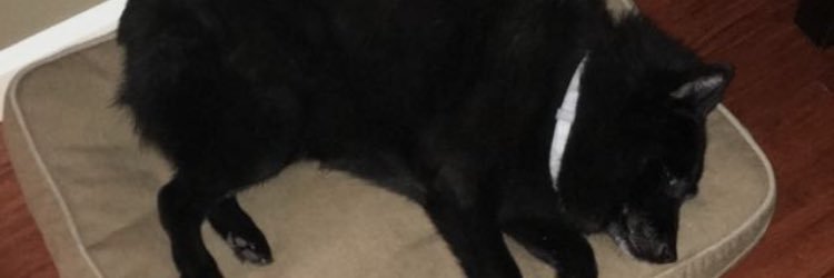CheefScaleyon's profile banner image