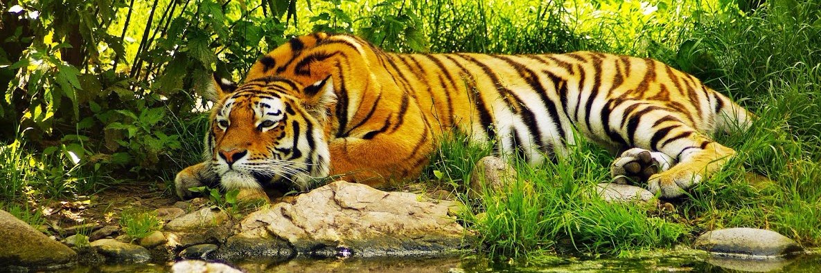 _softijs's profile banner image
