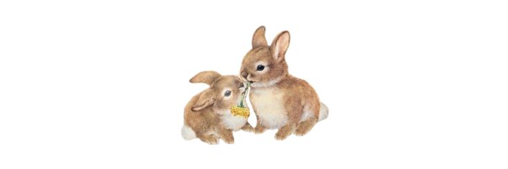 mei/reena🐰 banner