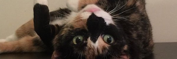 Callie Cat Profile Banner