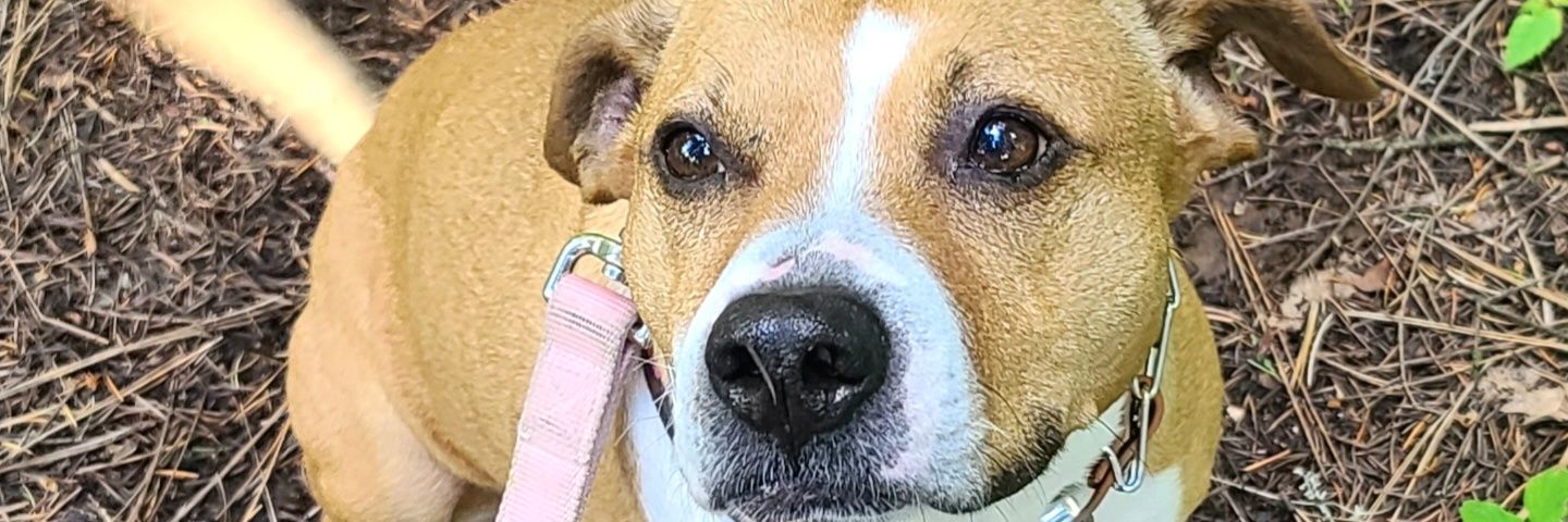 Serendipit_us 🙈😱✨️💅🐕🐶 banner