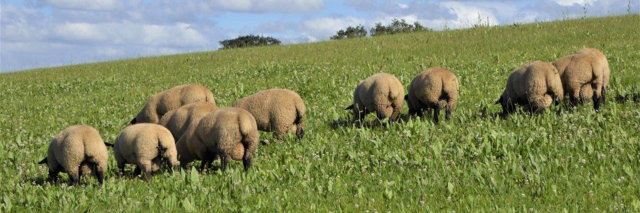 EasyRams 100% NZ Terminal and maternal Rams banner