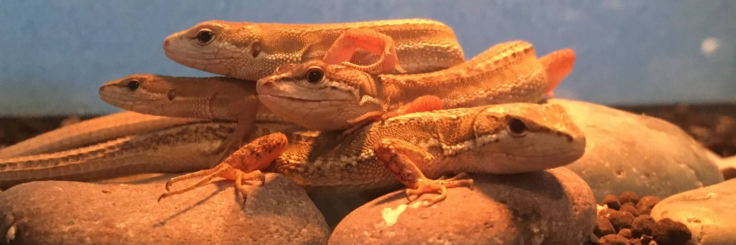 maggots0105's profile banner image