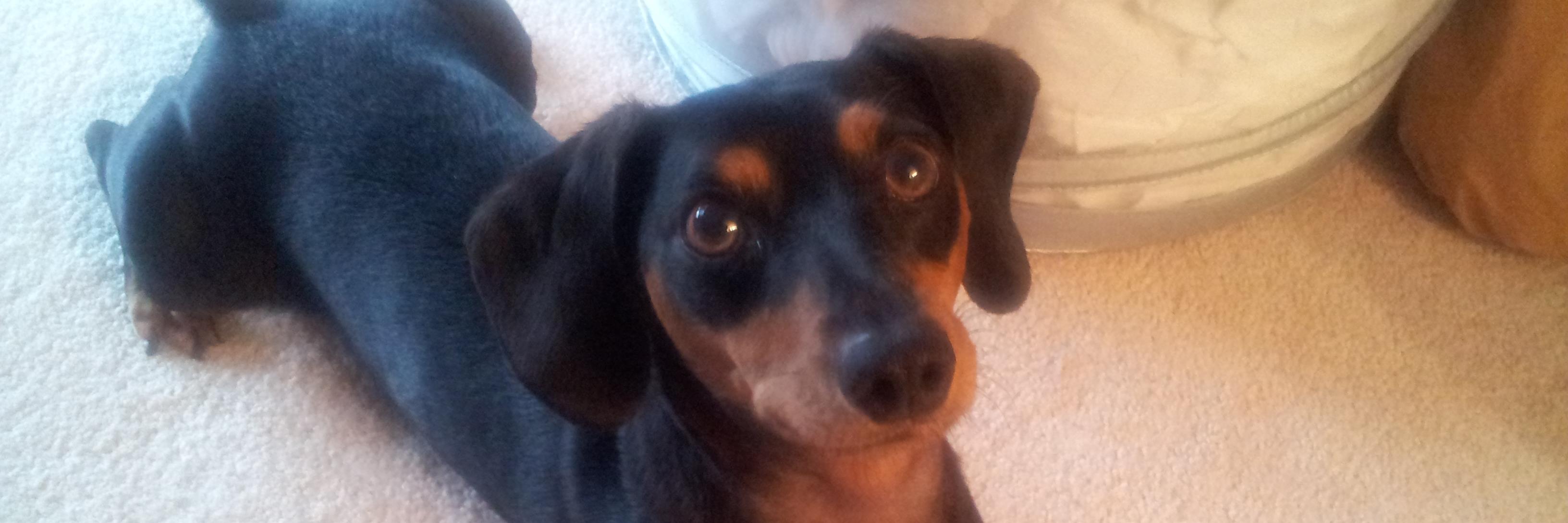 LisaGaliber1's profile banner image